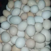 تخم مرغ محلی تازه