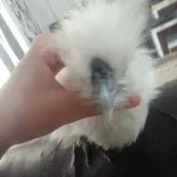 جوجه ابریشمی کوپال اصل