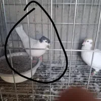 جفت ماده
