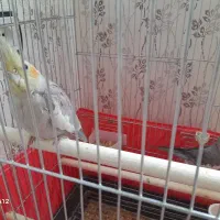 جفت عروس هلندی بالغ