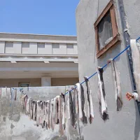 ماهی خشک پر سیاه