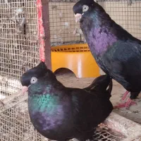 سیاه آبادانی