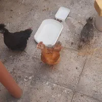 ۴عدد جوجه مرغ ۴ماهه رسمی