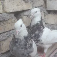 کبوتر طوقی هفت رنگ
