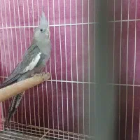 جوجه عروس هلندی وات فیس