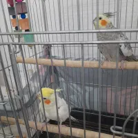 عروس هلندی دو جفت