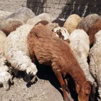 میش