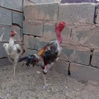 خروس اوشامو پشت آتشی
