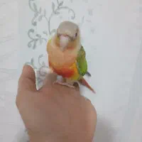 گرینچیک نر مست