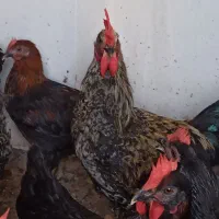خروس