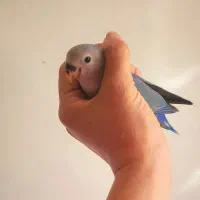 کوتوله ابی۲ ماهه فول دستی