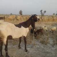 بز کاموری