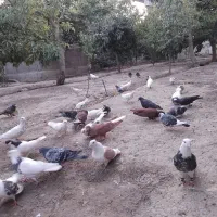 کبوتر