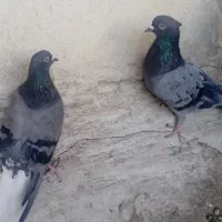 کبوتر