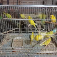 مرغ عشق تازه دونخور