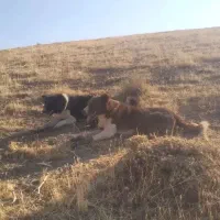 سگ خوب