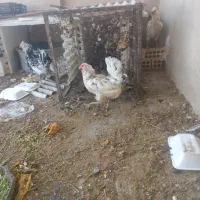 مرغ گلین