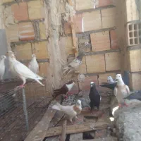 کفتر صید نر