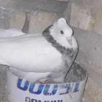 طوقی هفترنگ