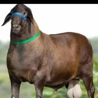 گوسفند زنده طرح تعاونی نذری خونی