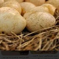 تخم بوقلمون