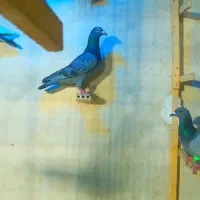 کفتر  فوق پرشی