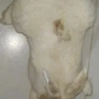 خرگوش