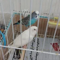 جفت مرغ عشق بالغ