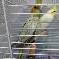 جفت عروس هلندی با قفس کامل