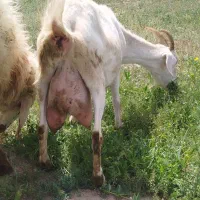 کاخک،دوعددبزسانن