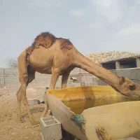 شترنر|حیوانات مزرعه|بندرعباس, |دیوار