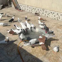 کفتر افغانی