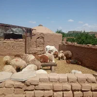 الاق|حیوانات مزرعه|سبزوار, قصبه غربی|دیوار