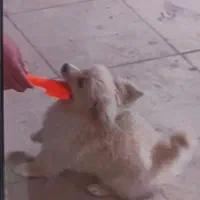 پامر|سگ|کرمانشاه, |دیوار
