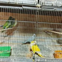 راهب|پرنده|یزد, |دیوار
