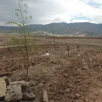 زمین-کشاورزی-آچاچی