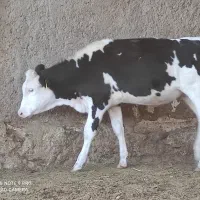فروش 4راس گوساله.ماده رنگی درجه یک داشتی
