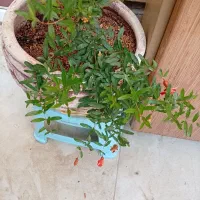 درخت انار مینیاتوری