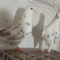 یک جفت نرمادە پشدار خالداریا همو خال پیجی