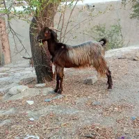 بز نژدی چپر سالم پاک ۶میلیون ۵۰۰
