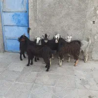بزغاله ماده فروشی