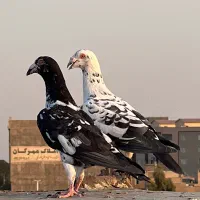 کبوتر فروشی