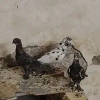 کبوتر شیخ