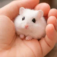 همستر واکسن زده و‌امگل‌تراپی شده