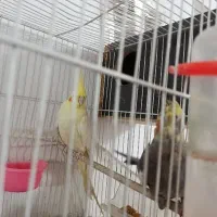 عروس هلندی