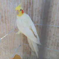 عروس هلندی مولد جفت و تک قفس گرد