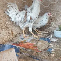 مرغ خروس