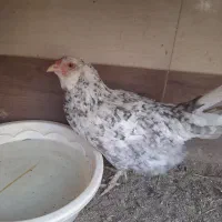 فروش مرغ وخروس