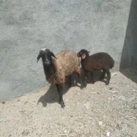 میش و بره جوان شیره دار