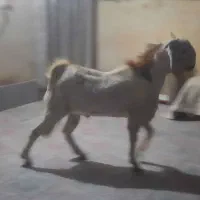 کهره گلابی